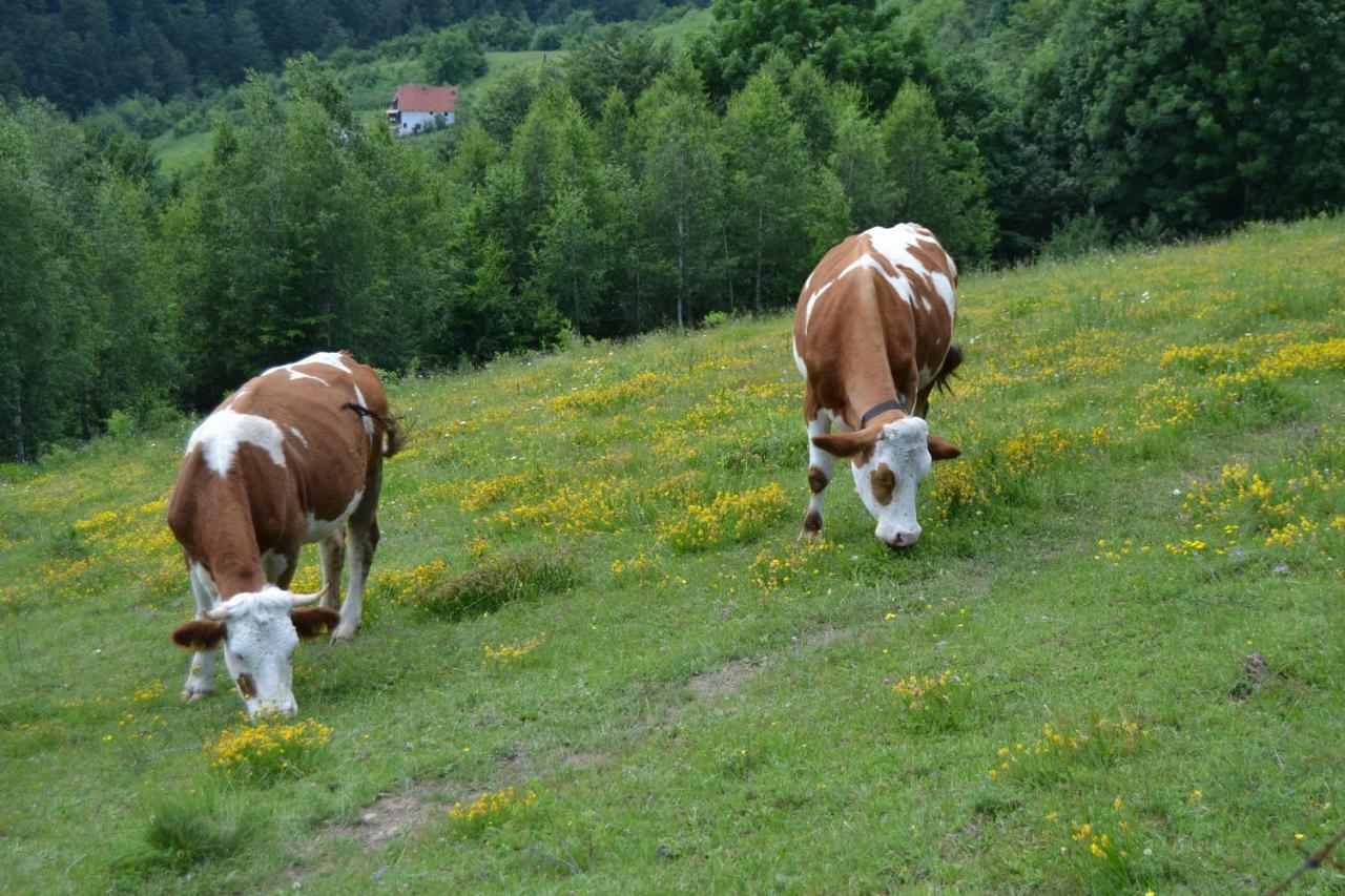Turizam Koturovic Ivanjica Exterior foto